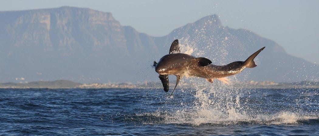 Are Sharks Mammals? - AZ Animals