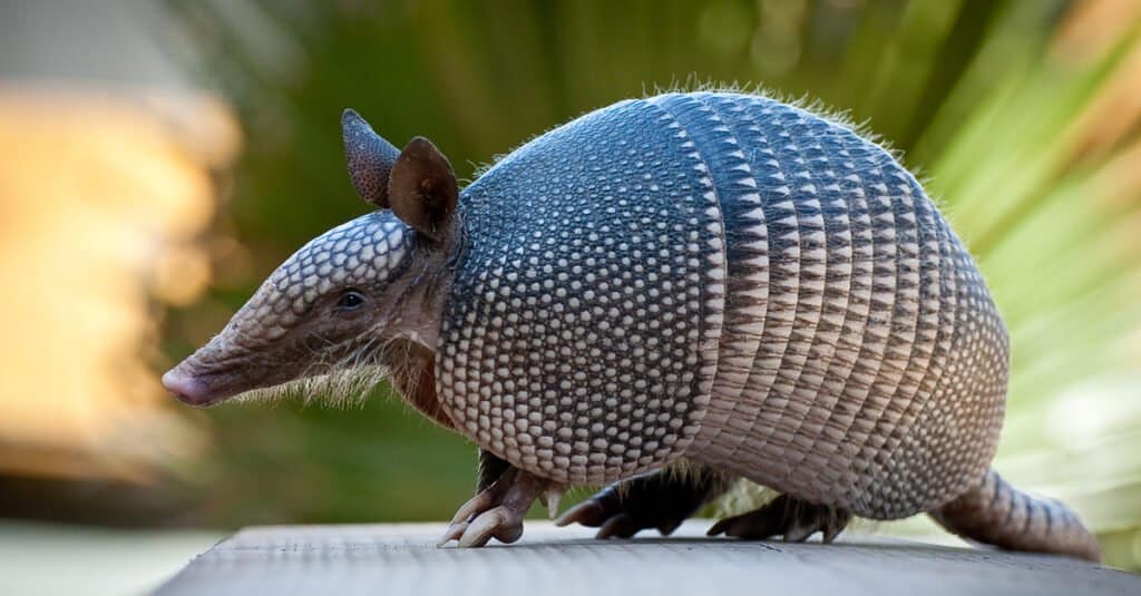Animals that can pause their pregnancy - the nine-banded armadillo can stop their pregnnacy for up to two years!
