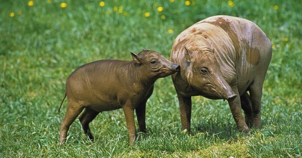 Babirusa mother with young in a field.