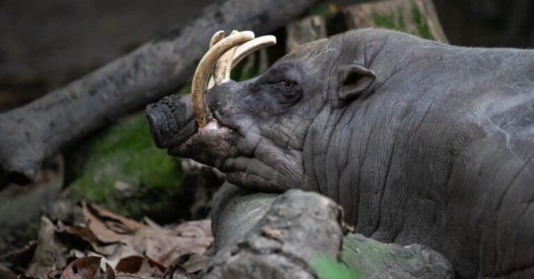 A close-up of a Babirusa in the forest.