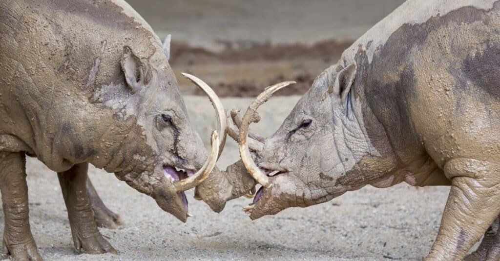 Two Babirusa boars facing each other in battle.