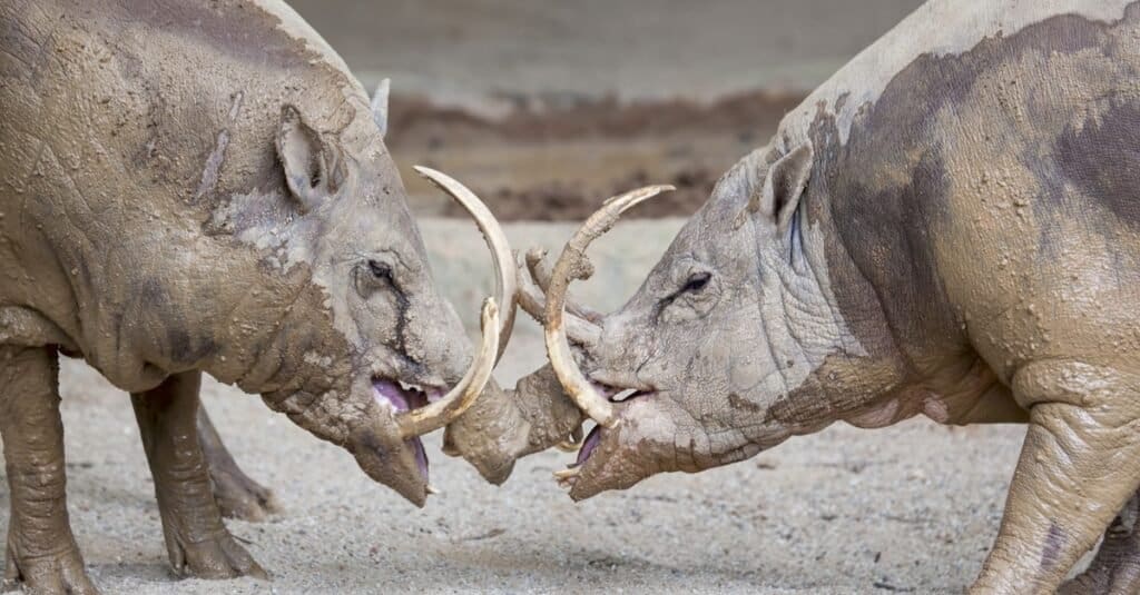 Babirusa Impaled