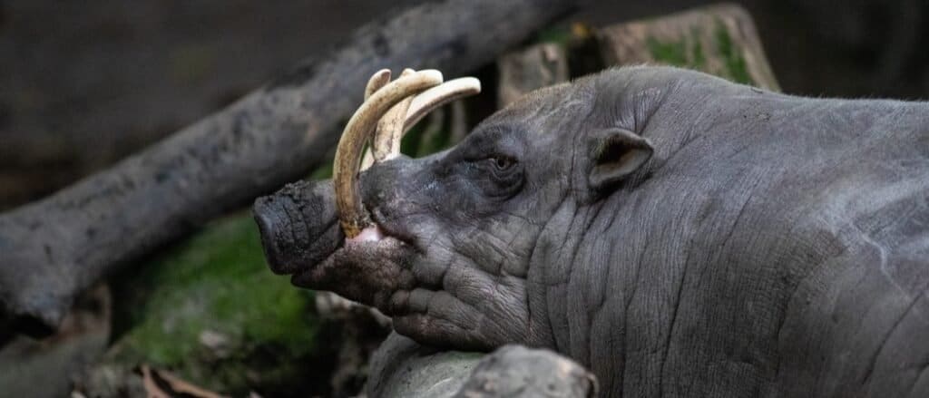 Babirusa close-up