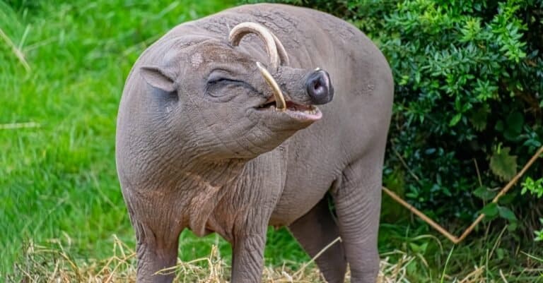The Babirusa's name means pig deer after their unusual appearance!