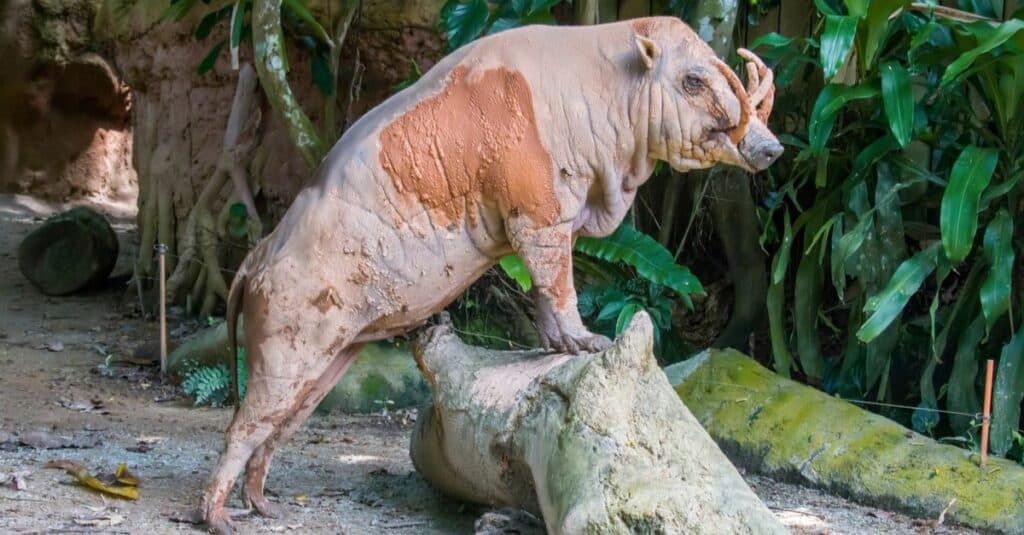A male Buru babirusa put two forelegs on a stump. Babirusa are notable for the long upper canines in the males.