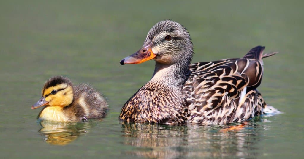 A Mallard duckling swims next to his mother