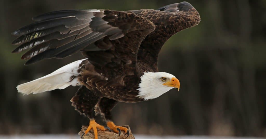 eagle catching snake