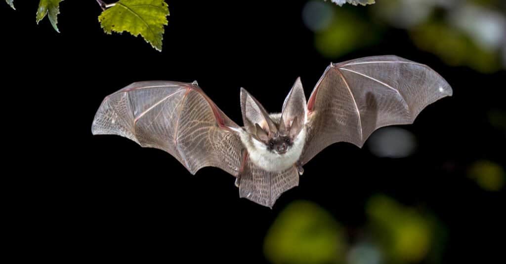 Animals that fly – bats