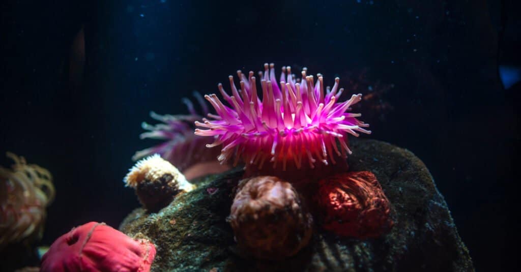 Most beautiful animal – Beadlet Anemone