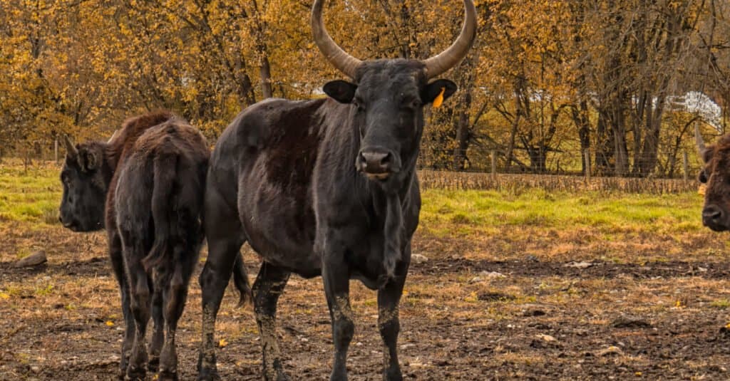 Beefalo with fall foliage backdrop