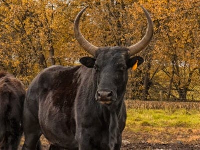 A Bos taurus × Bison bison