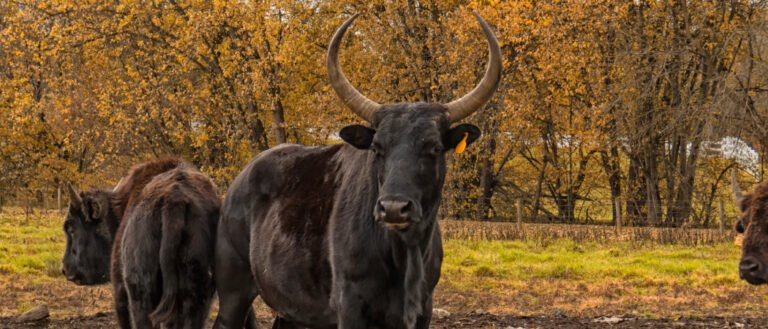 Beefalo in the fall