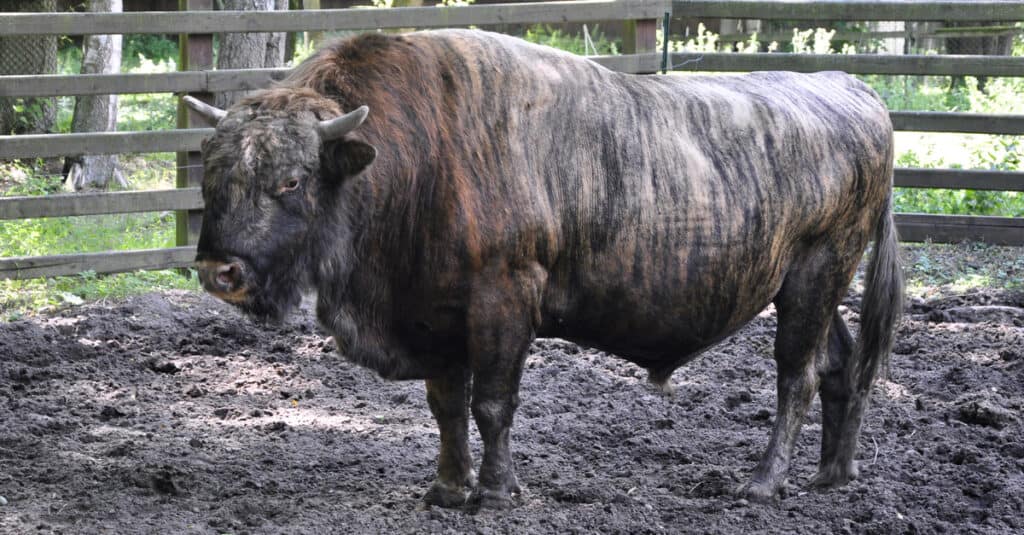 Beefalo in the mud