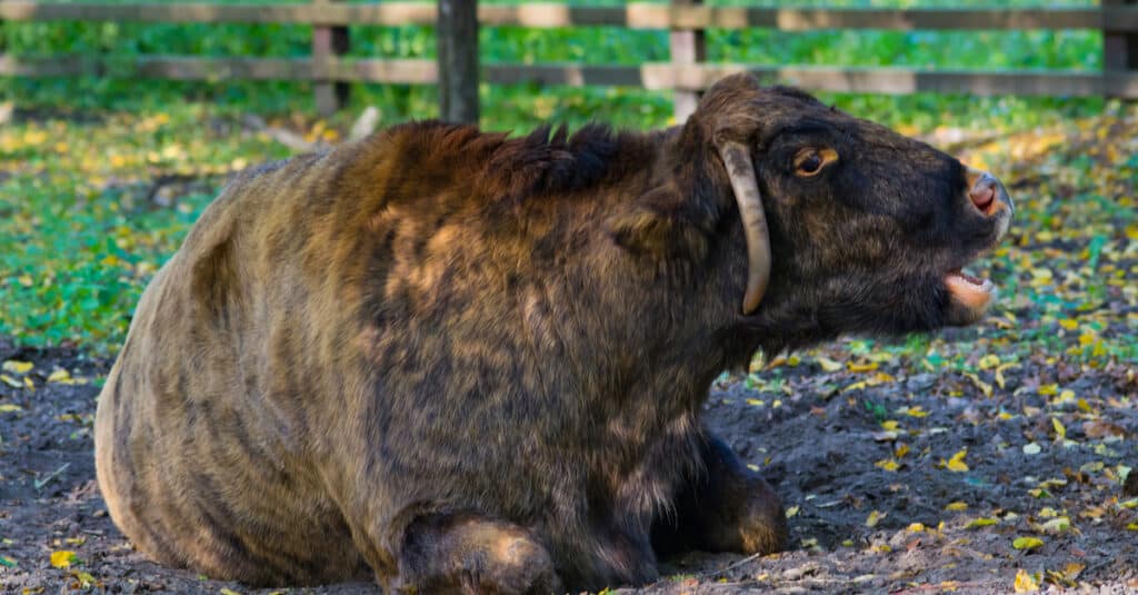 Beefalo vs Buffalo