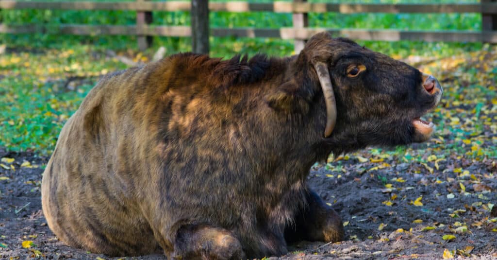 Cattalo vs Beefalo