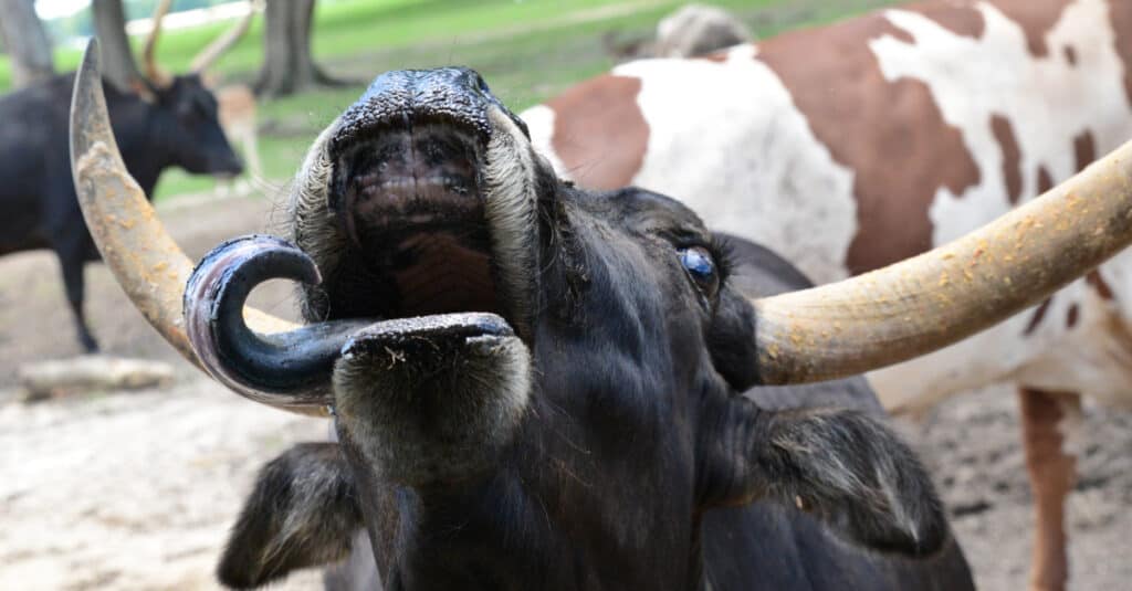 Beefalo vs Buffalo