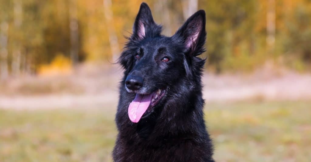 Belgian Shepherd Dog Breed Complete Guide - A-Z Animals