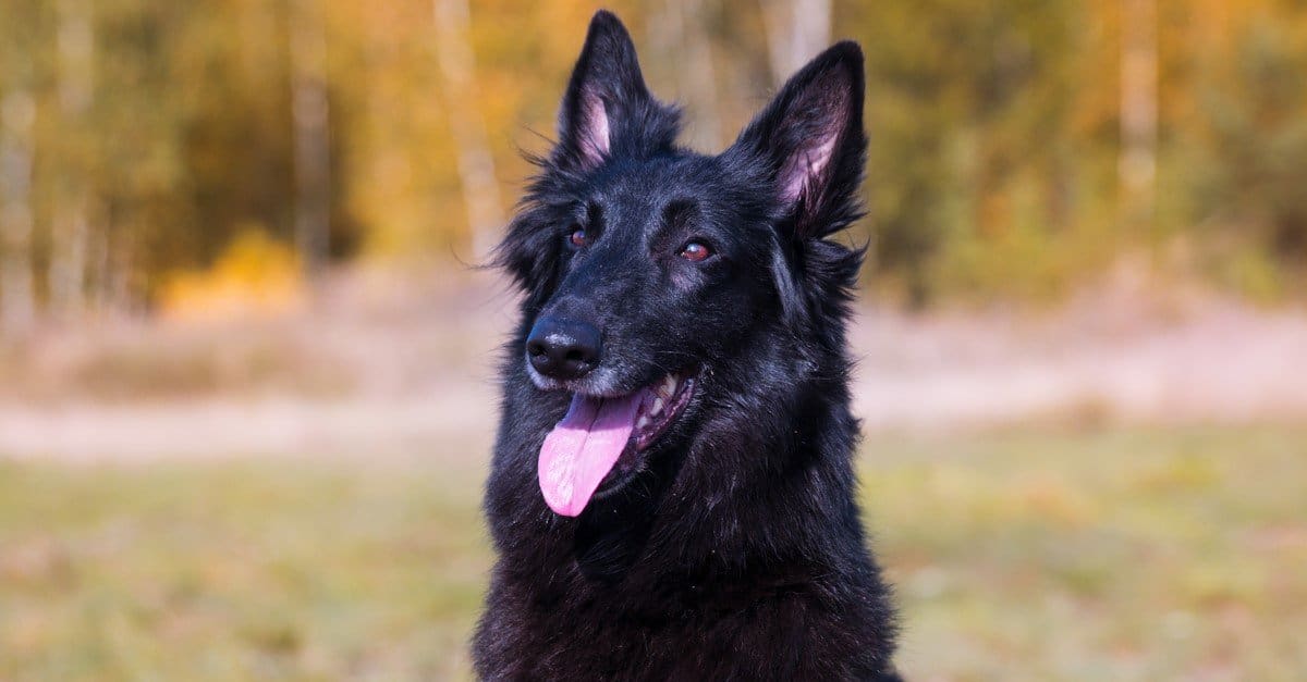 Black belgian best sale shepherd dog