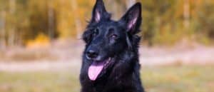 Belgian Shepherd close-up