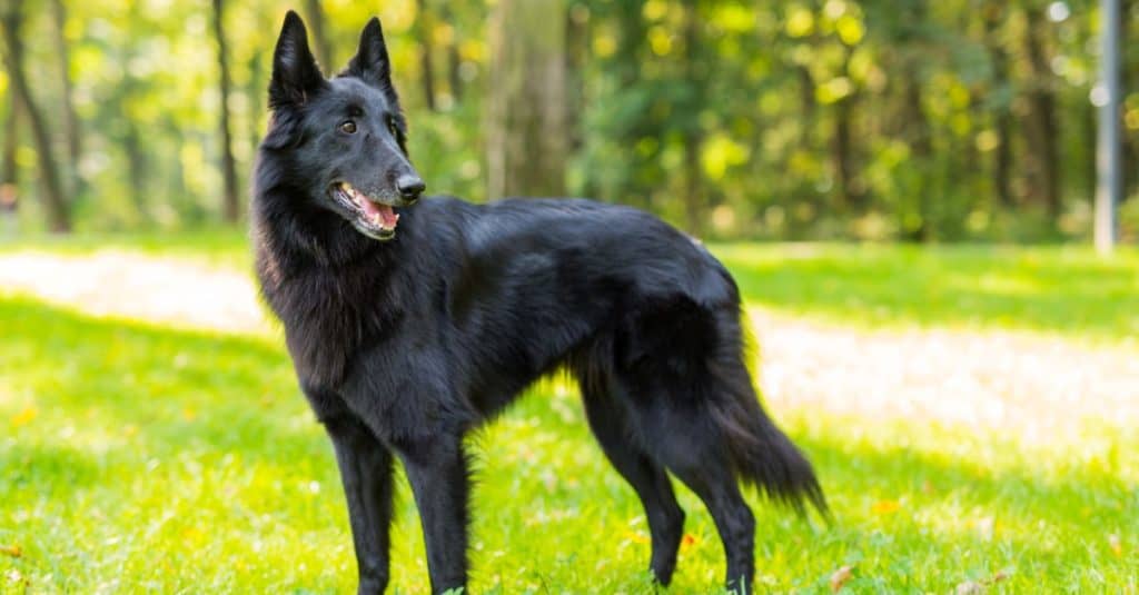 Belgian Shepherd vs German Shepherd