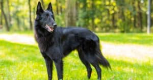Belgian Malinois vs Belgian Shepherd: What Are The Differences? Picture