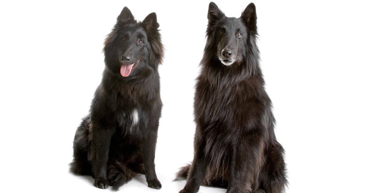 Belgian Shepherd isolated on white background.