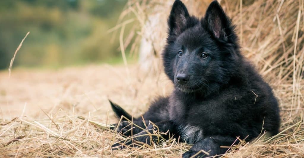 Belgian Shepherd puppy posing outside on the grass.