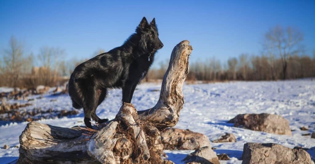 Belgian shepherd dog in a snowy forest in the winter.