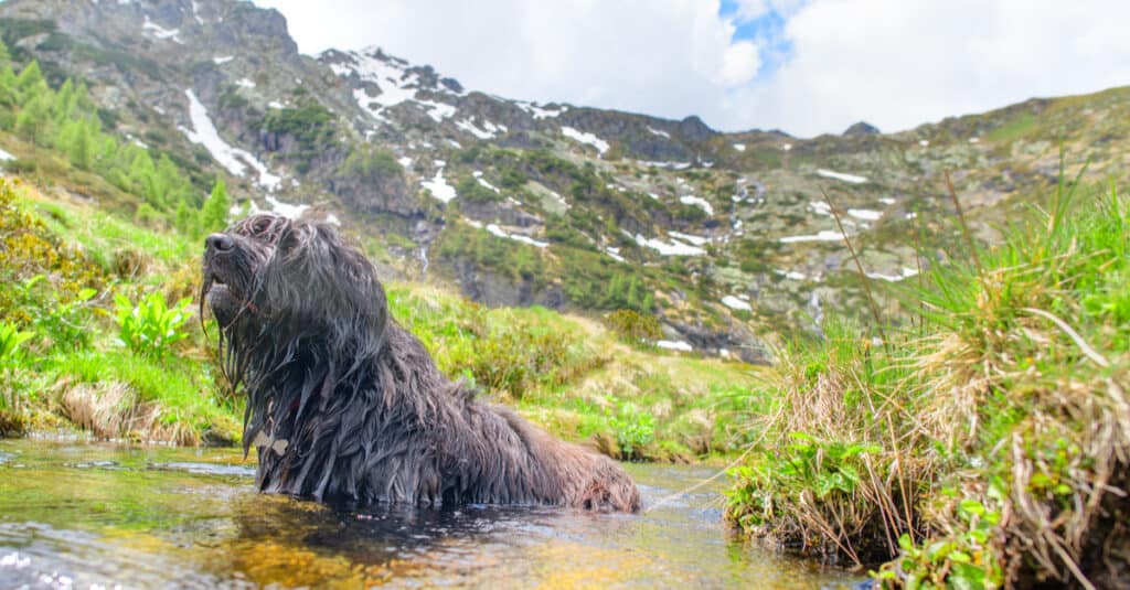 Bergamasco in the water