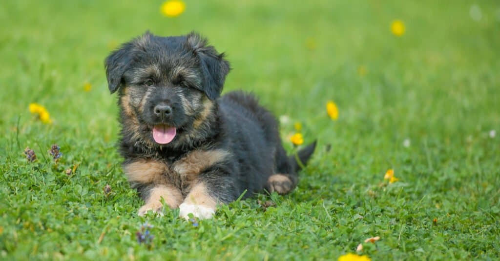 Bergamasco puppy in a meadow