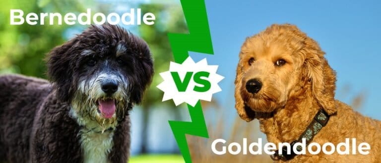 Bernedoodle vs Goldendoodle