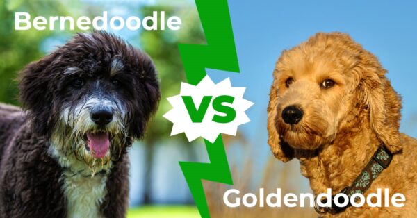 Bernedoodle vs Goldendoodle: The 6 Key Differences Explained - A-Z Animals