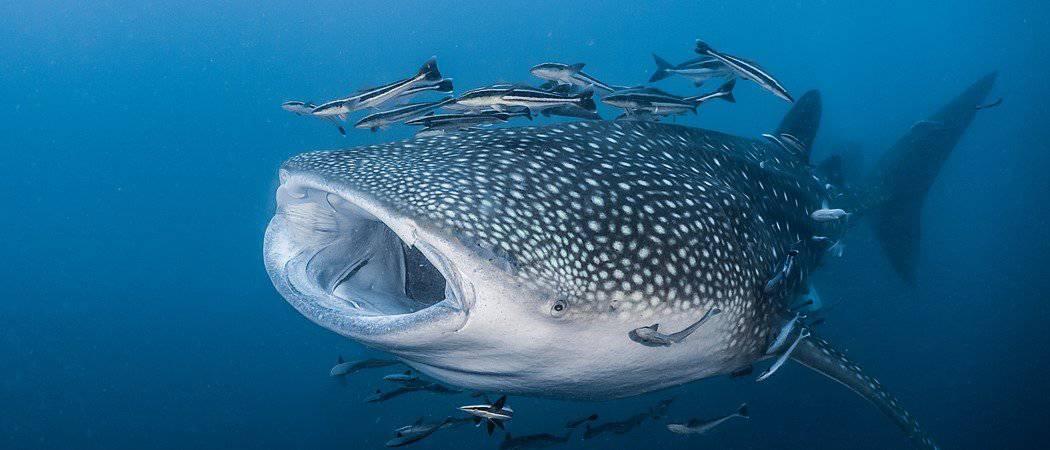 The Top 11 Longest Fish in the World - AZ Animals