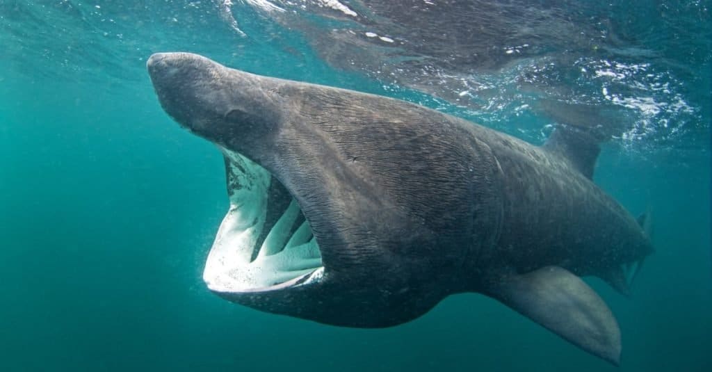 A basking shark with its mouth open. 