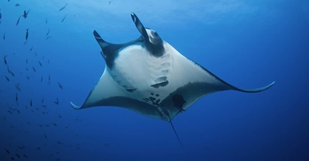 The giant oceanic manta ray can have a “wing” span of 29 feet