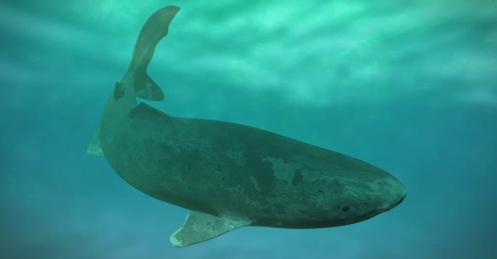 Cá lớn nhất: Greenland Shark