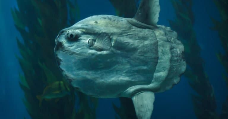 Biggest Fish: Ocean Sunfish