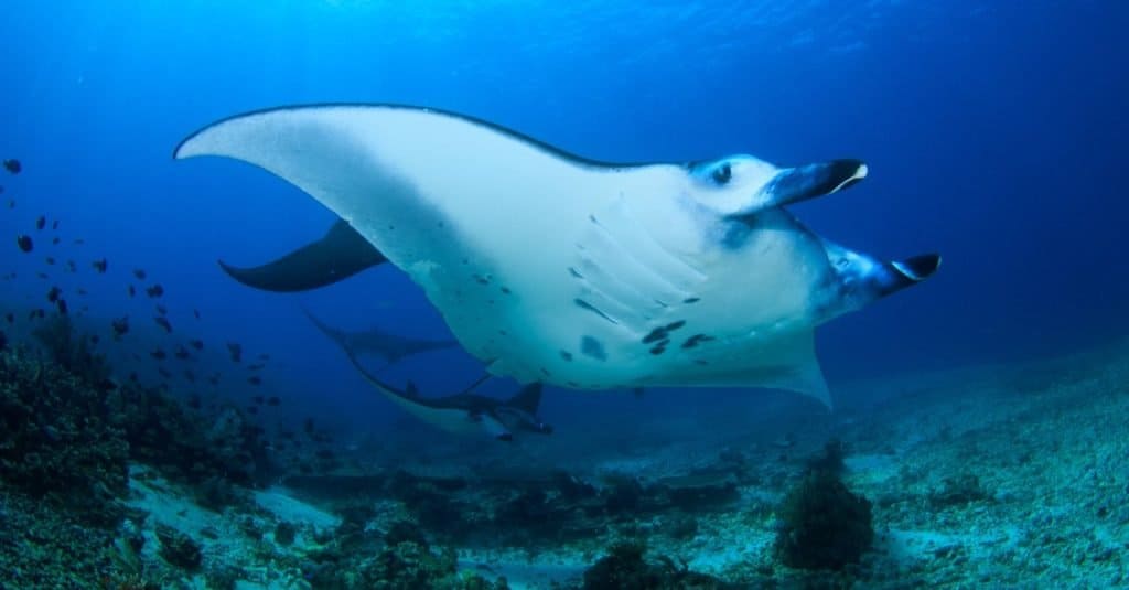 Cá lớn nhất: Reef Manta Ray