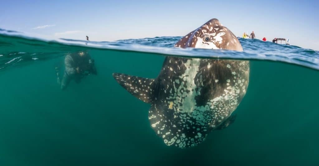 Biggest Fish: Southern Sunfish