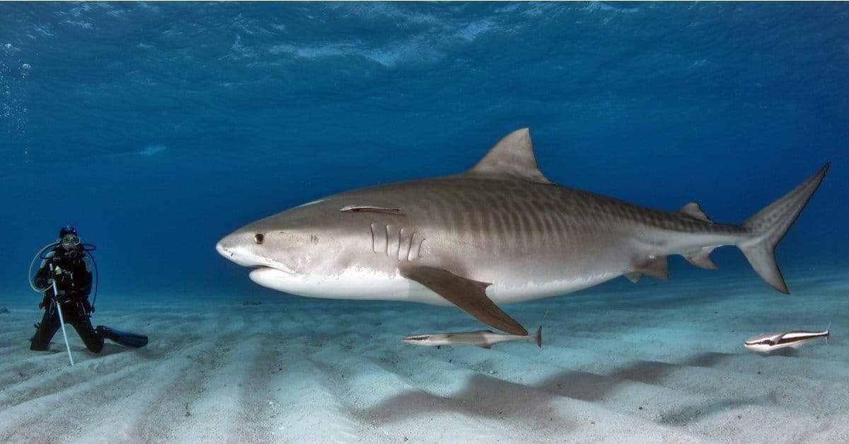 Biggest Fish: Tiger Shark