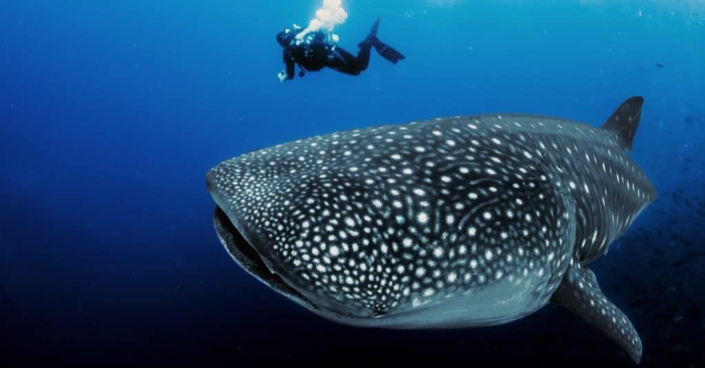 🔥 Stunning human encounter with a curious whale shark off the big island,  Hawaii