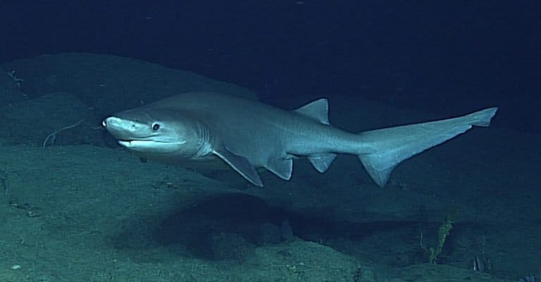 Biggest Shark: Bluntnose Sixgill