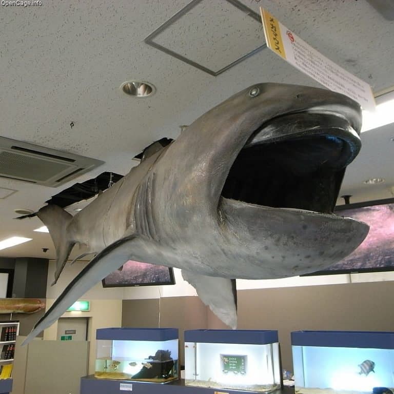 Biggest Shark: Megamouth