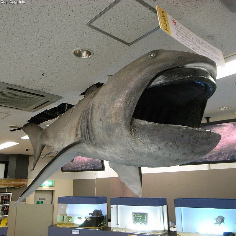 largest shark ever to exist