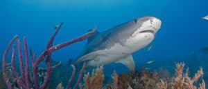 The Top 10 Biggest Sharks in the World Picture