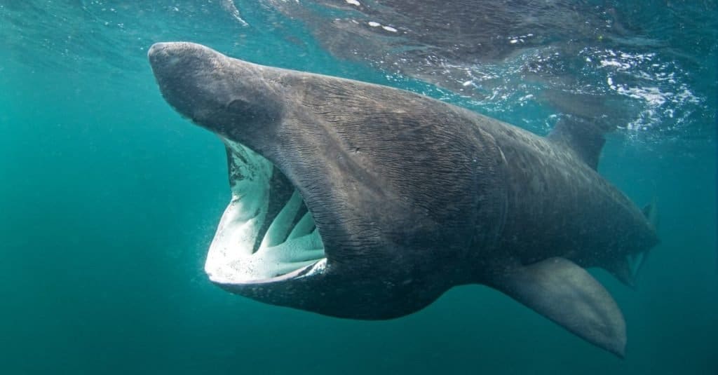 Le plus gros requin : le requin pèlerin