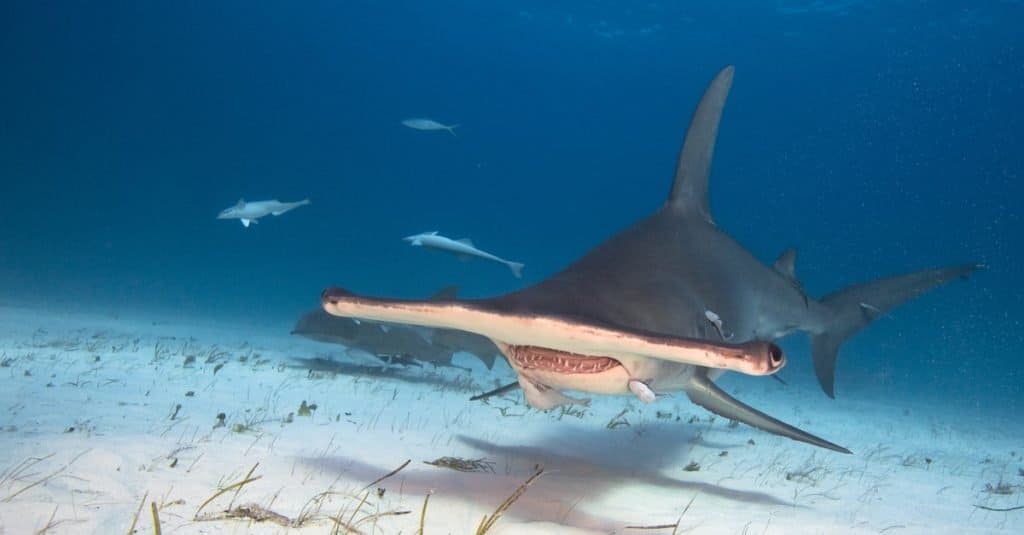 hammerhead shark attacking a person