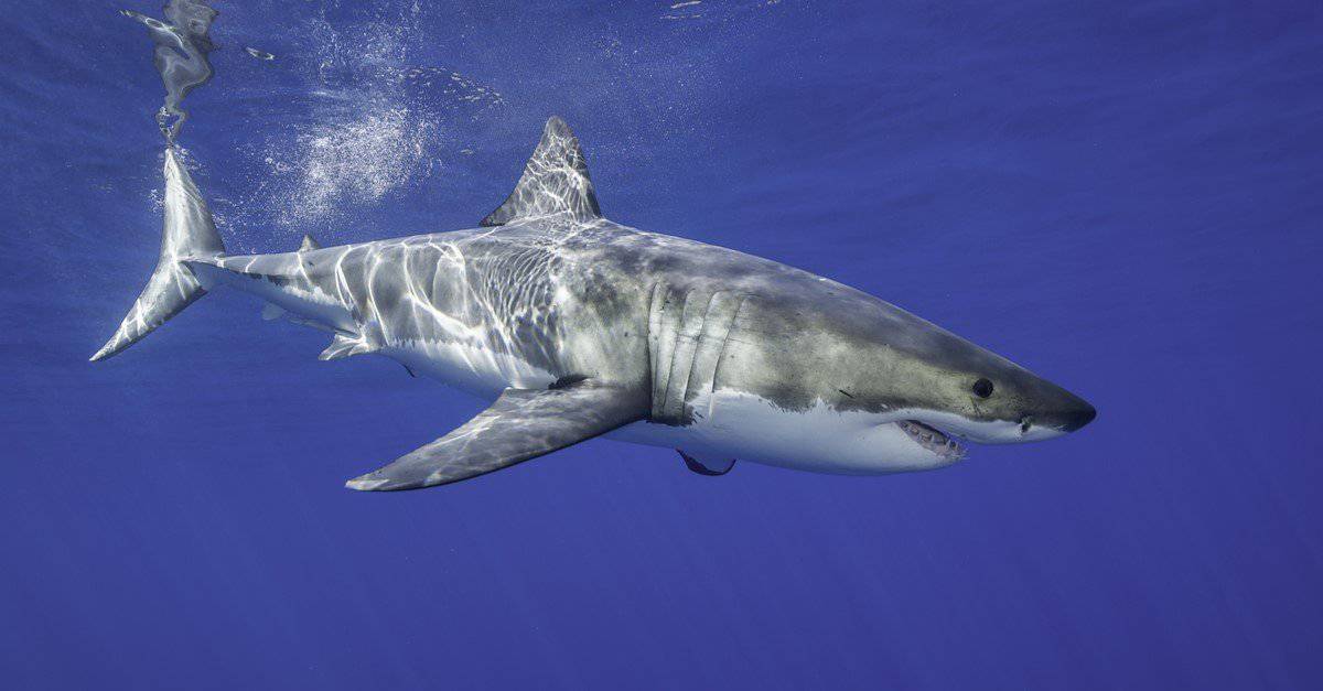 The Top 10 Biggest Sharks In The World Az Animals