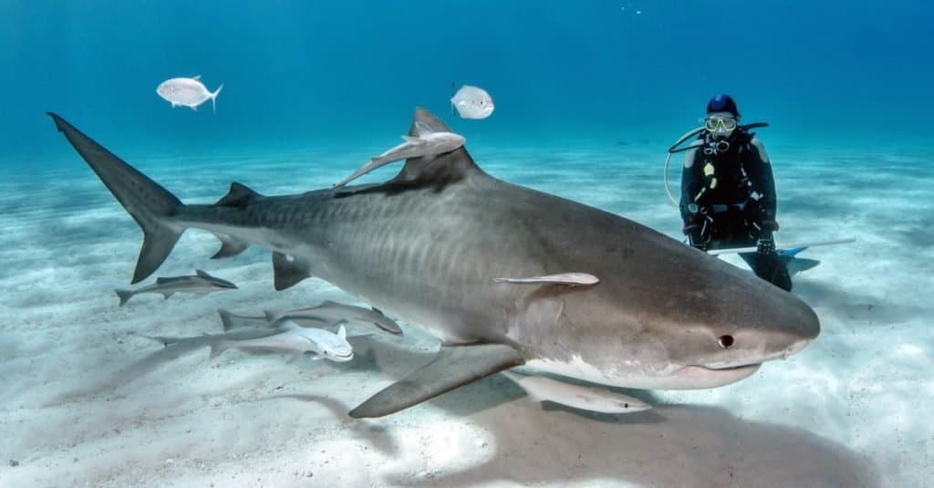 The Top 10 Biggest Sharks in the World - A-Z Animals