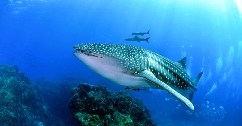 Largest Whale Shark - whale shark swimming near coral